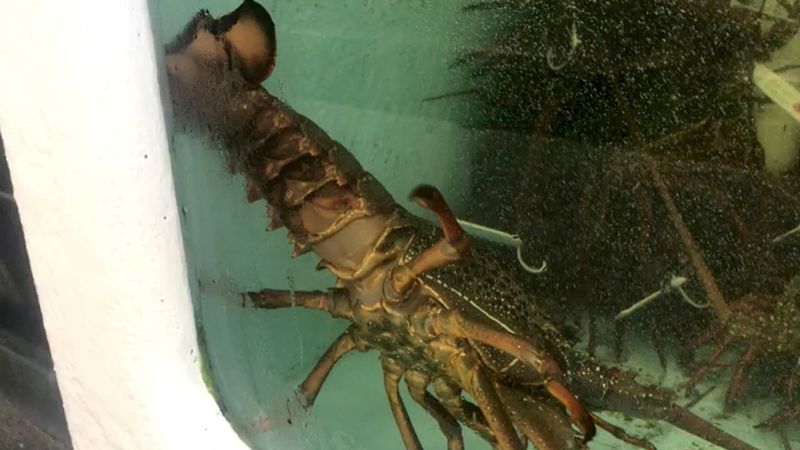 China to lift ban on Australian lobster imports by year-end, says PM