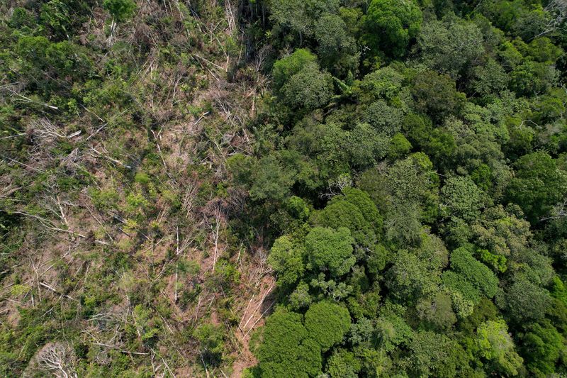 Brazil fines meat packers $64 million for buying cattle from deforested Amazon land