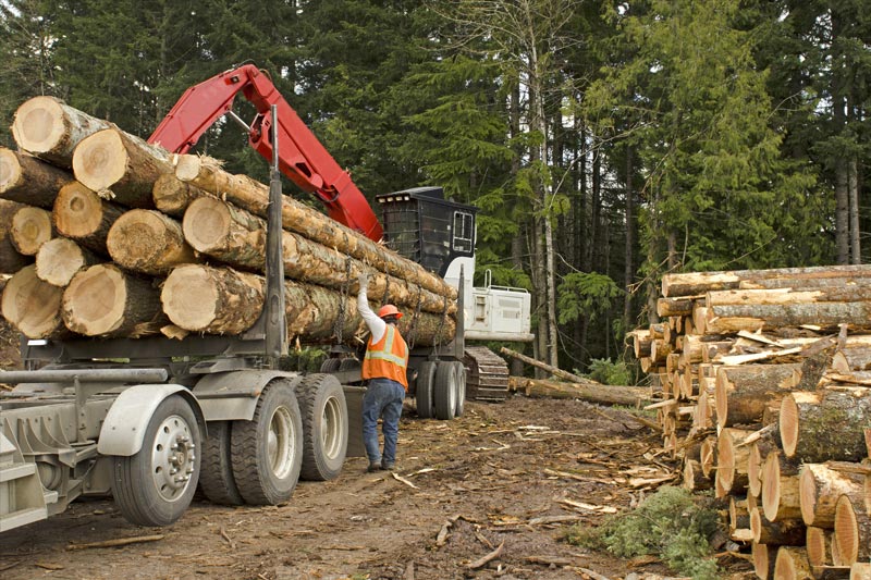 Raymond James upgrades timber REITs on improving lumber market fundamentals