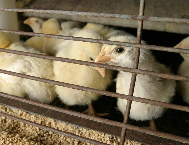 Bird flu outbreak in Georgia threatens US chicken exports, trade group says